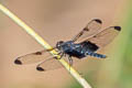 Atratothemis reelsi