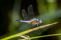 Blue Dasher Brachydiplax chalybea (Greater Grey Skimmer)