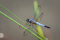 Blue Dasher Brachydiplax chalybea (Greater Grey Skimmer)