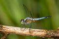 Blue Dasher Brachydiplax chalybea (Greater Grey Skimmer)