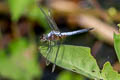 Blue Dasher Brachydiplax chalybea (Greater Grey Skimmer)