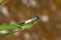 Black-tailed Dasher Brachydiplax farinosa 