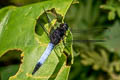 Black-tailed Dasher Brachydiplax farinosa 