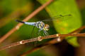 Black-tailed Dasher Brachydiplax farinosa 