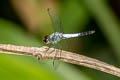 Black-tailed Dasher Brachydiplax farinosa 