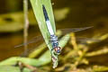 Black-tailed Dasher Brachydiplax farinosa 