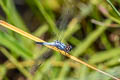 Little Blue Marsh Hawk Brachydiplax sobrina 