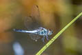 Little Blue Marsh Hawk Brachydiplax sobrina 