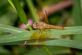 Ditch Jewel Brachythemis contaminata (Asian Amberwing)