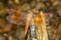 Ditch Jewel Brachythemis contaminata (Asian Amberwing)