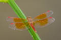 Ditch Jewel Brachythemis contaminata (Asian Amberwing)