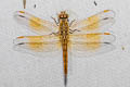 Ditch Jewel Brachythemis contaminata (Asian Amberwing)