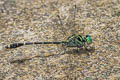 Spayed Clubtail Burmagomphus divaricatus