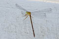 Orange-tailed Sprite Ceriagrion auranticum 