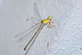 Orange-tailed Sprite Ceriagrion auranticum 