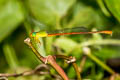 Orange-tailed Sprite Ceriagrion auranticum 