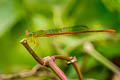 Orange-tailed Sprite Ceriagrion auranticum 