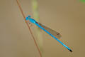 Ceriagrion sp.