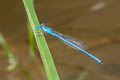 Ceriagrion azureum 