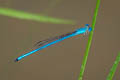 Ceriagrion azureum 