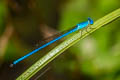 Ceriagrion azureum 