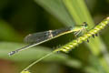 Black-tailed Marsh Dart Ceriagrion fallax pendleburi