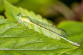 Black-tailed Marsh Dart Ceriagrion fallax pendleburi