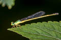 Black-tailed Marsh Dart Ceriagrion fallax pendleburi