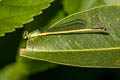 Black-tailed Marsh Dart Ceriagrion fallax pendleburi