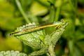 Black-tailed Marsh Dart Ceriagrion fallax pendleburi