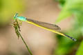 Black-tailed Marsh Dart Ceriagrion fallax pendleburi