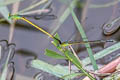 Black-tailed Marsh Dart Ceriagrion fallax pendleburi