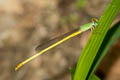 Ceriagrion indochinense