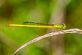 Ceriagrion indochinense