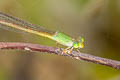 Ceriagrion indochinense