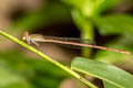 Ruddy Marsh Dart Ceriagrion olivaceum