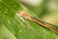 Ruddy Marsh Dart Ceriagrion olivaceum