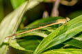 Ruddy Marsh Dart Ceriagrion olivaceum
