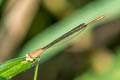 Ruddy Marsh Dart Ceriagrion olivaceum