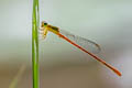 Ceriagrion praetermissum 