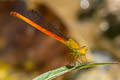 Ceriagrion sp.