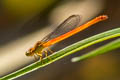 Ceriagrion sp.