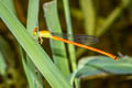 Ceriagrion sp. nov.