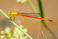 Ceriagrion sp. nov.