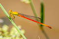 Ceriagrion sp. nov.