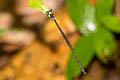 Yellow-tailed Forest Damsel Coeliccia albicauda