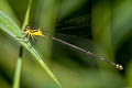 Coeliccia sp.