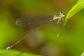 Twin-spot Sylvan Coeliccia didyma 