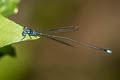 Twin-spot Sylvan Coeliccia didyma 