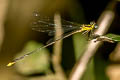 Twin-spot Sylvan Coeliccia didyma 